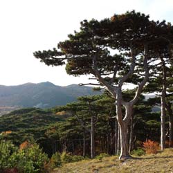 Pinus nigra austriaca
